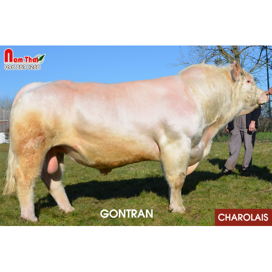 Tinh bò thịt Charolais - GONTRAN